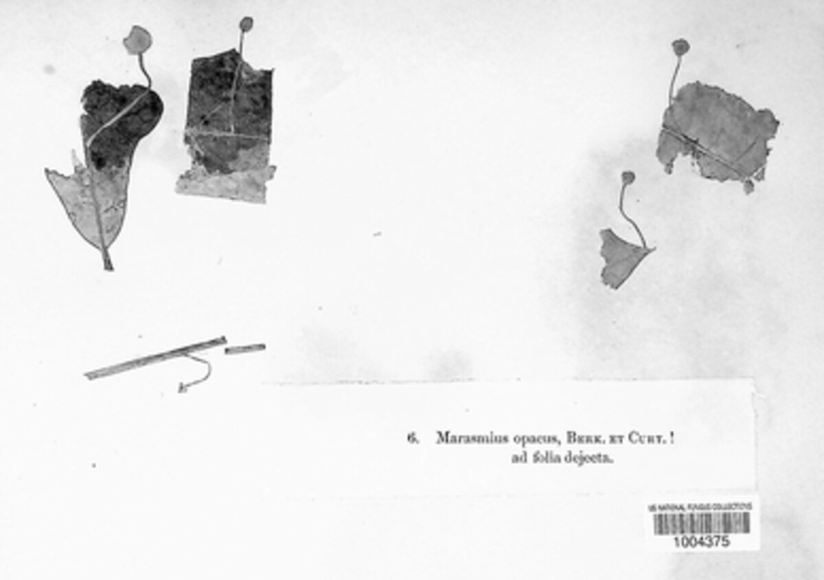 Mycetinis opacus image